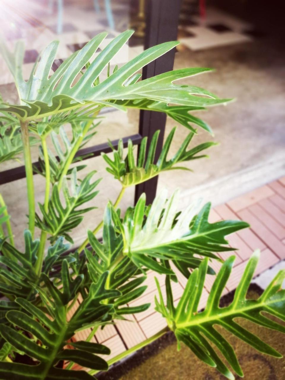 小步洋樓民宿kokokara House Tainan Eksteriør bilde